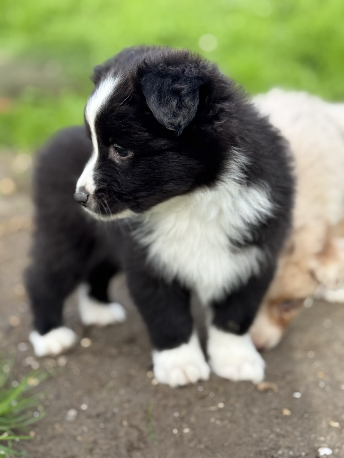 Chiot Berger Australien noir et blanc assis