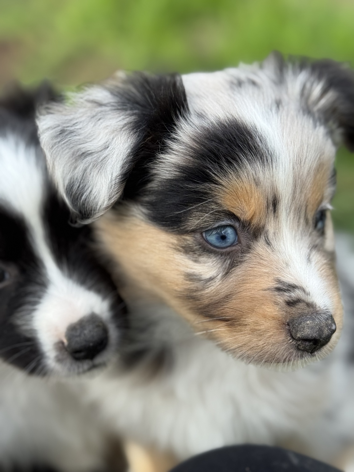 Deux chiots Bergers Australiens côte à côte