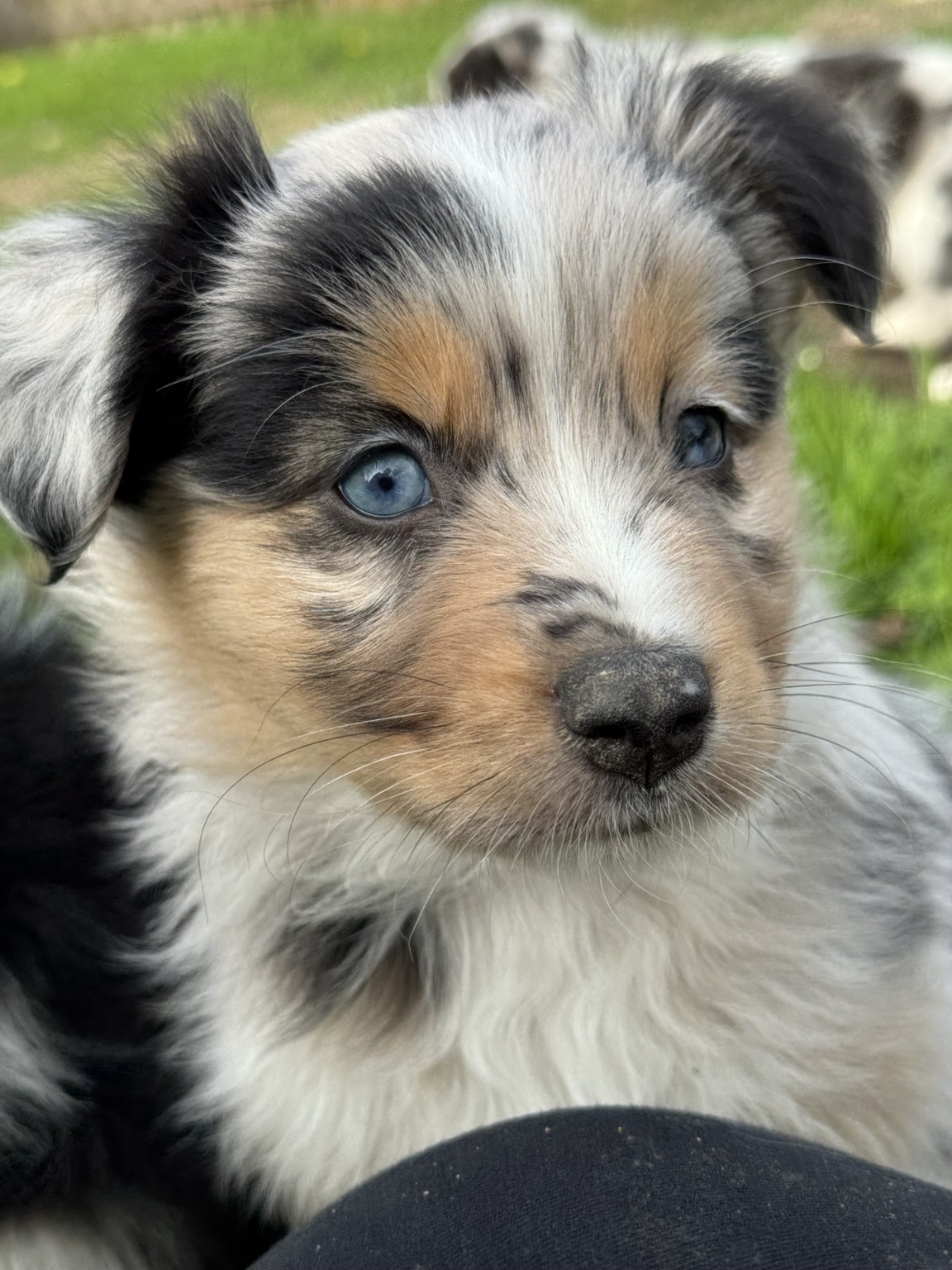 Portrait d’un chiot Berger Australien bleu merle