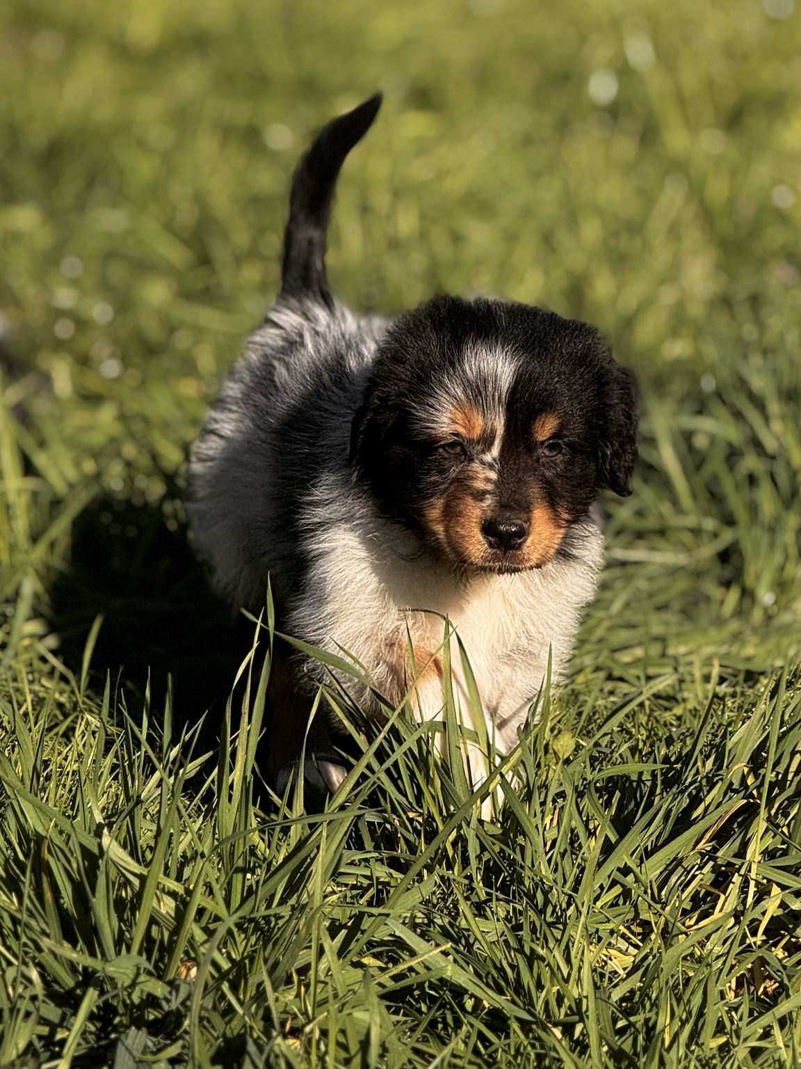 Chiot Berger Australien noir tricolore marchant dans l’herbe