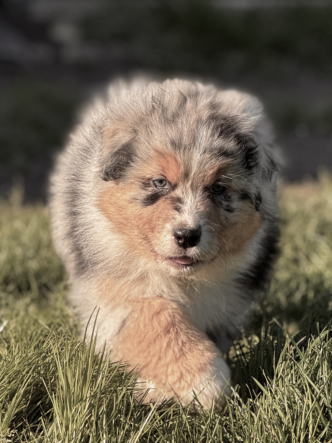 Chiot Berger Australien merle avançant dans le jardin