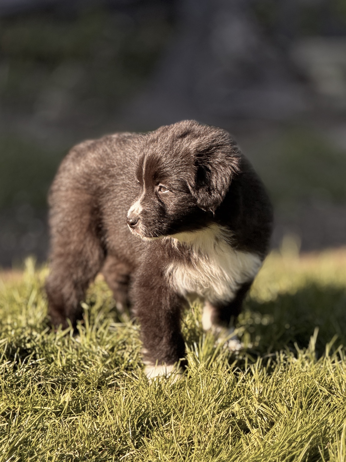 Chiot Berger Australien noir et blanc dehors