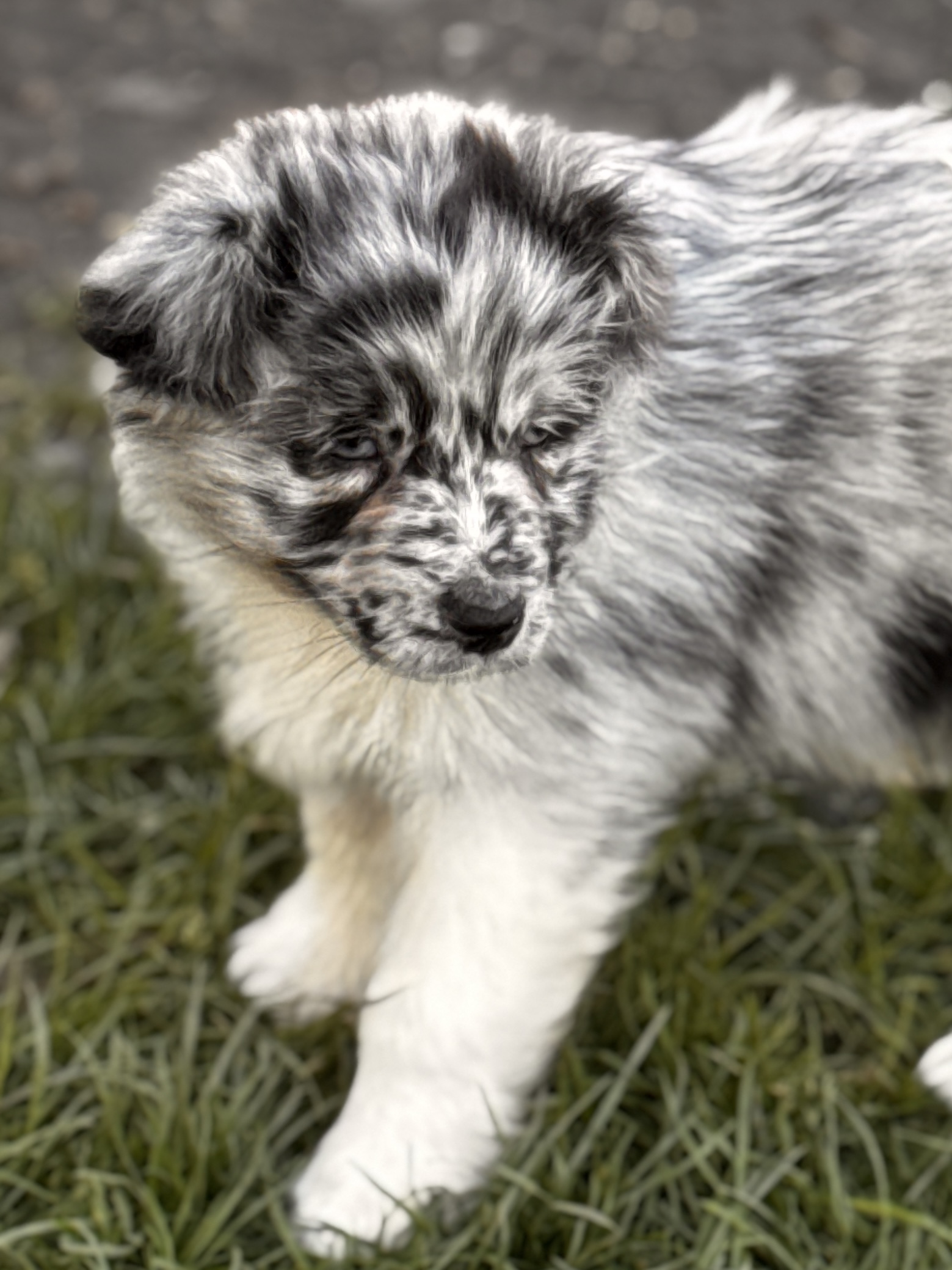 Chiot Berger Australien bleu merle marchant dans l’herbe