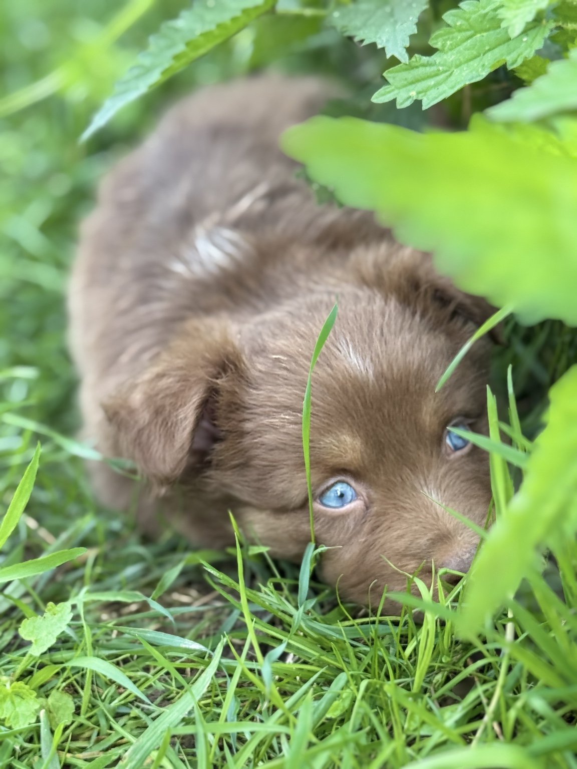 Chiot Berger Australien rouge couché dans l’herbe