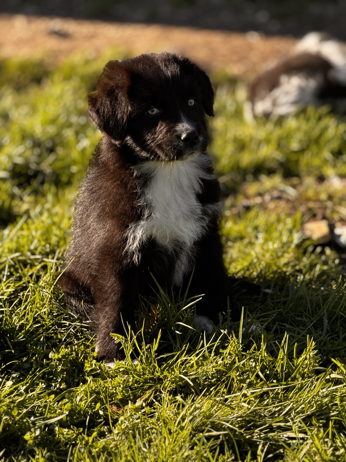 Chiot Berger Australien noir et blanc assis dans le jardin
