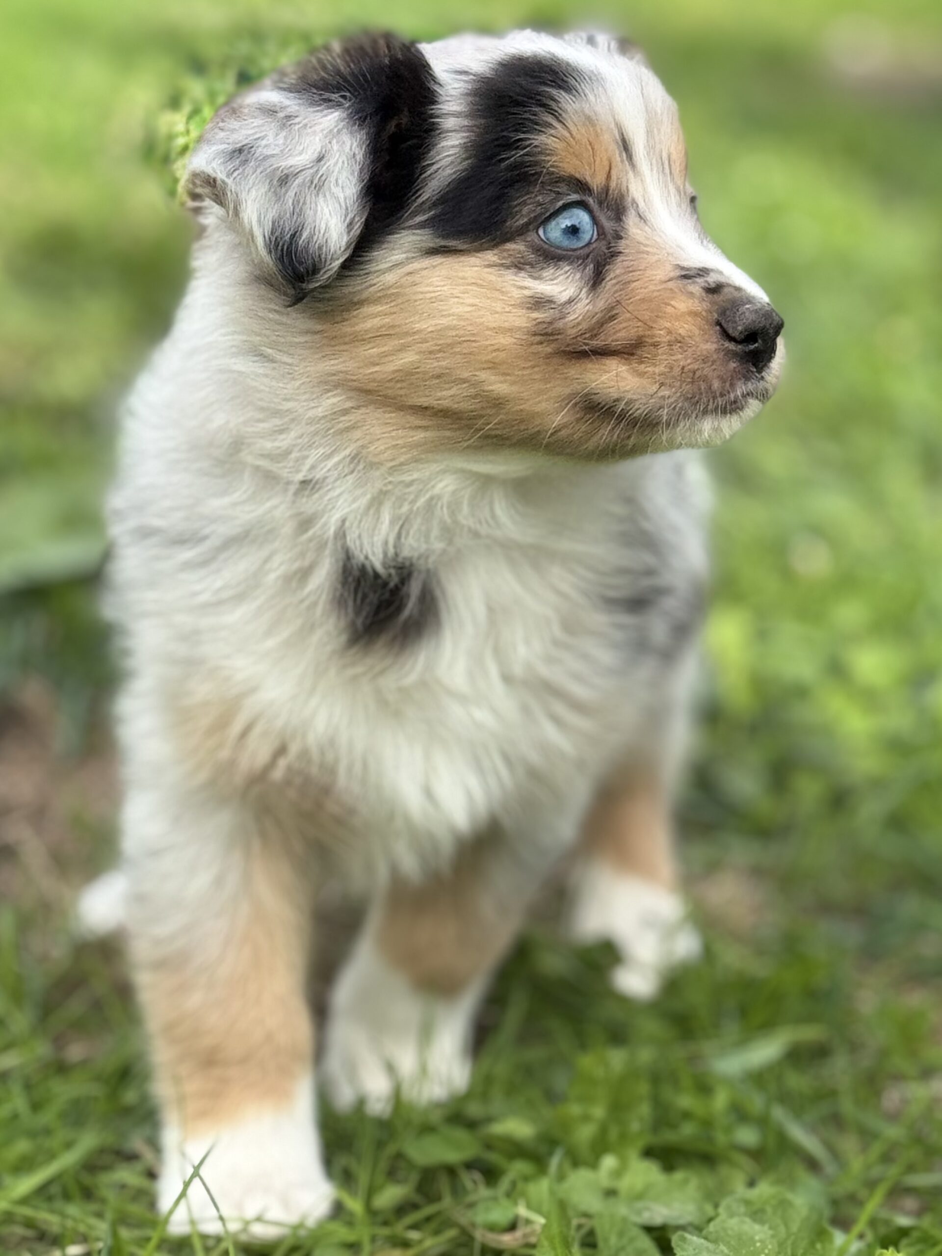 Chiot Berger Australien bleu merle de profil