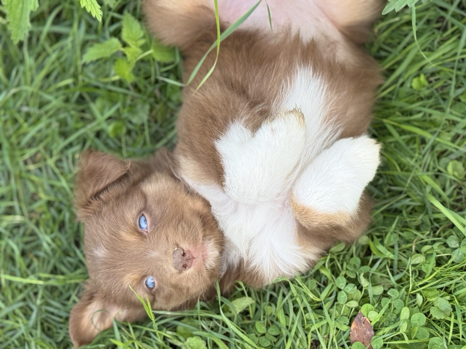 Chiot Berger Australien rouge jouant sur le dos dans l’herbe