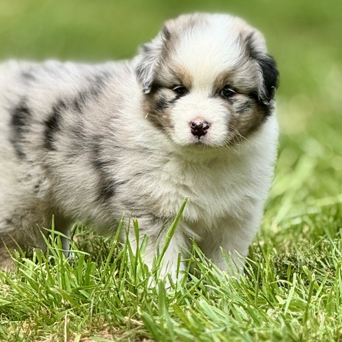 Chiot Berger Australien bleu merle dans le jardin
