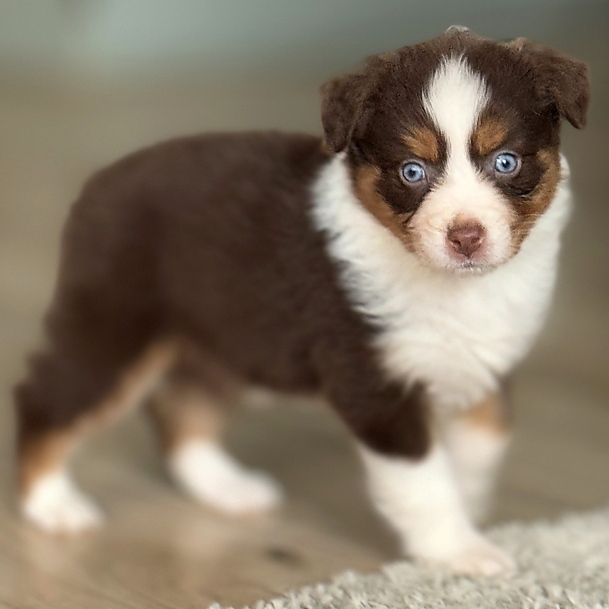Chiot Berger Australien roux et blanc debout