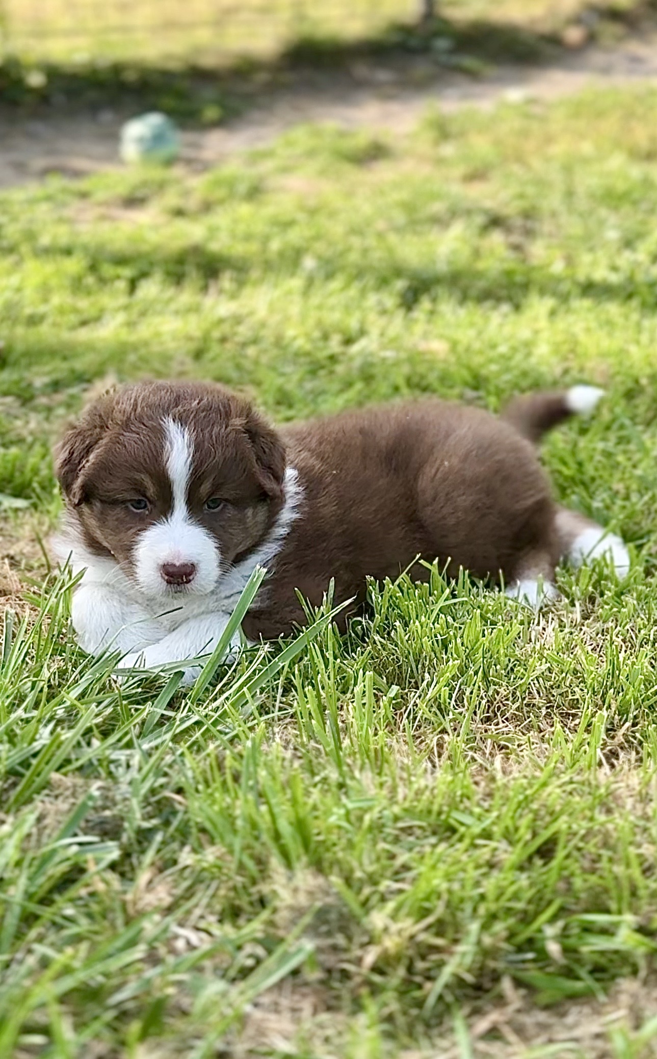 Chiot Berger Australien roux et blanc allongé dans l’herbe