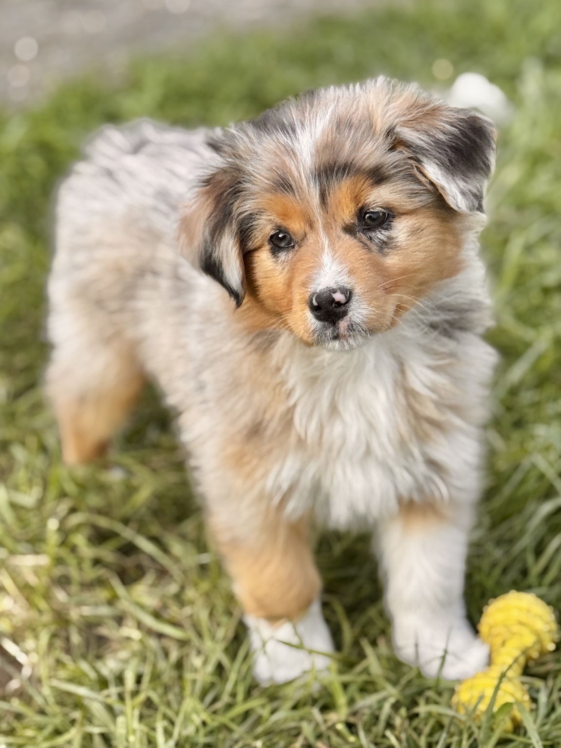Chiot Berger Australien merle debout dans l’herbe