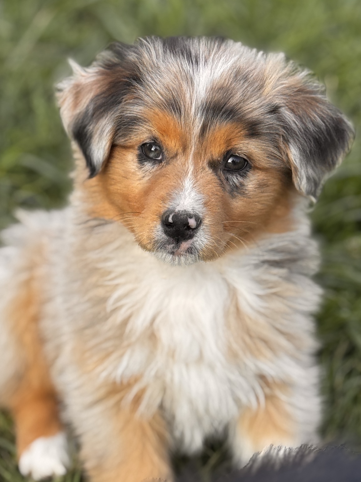 Portrait d’un chiot Berger Australien merle dans le jardin