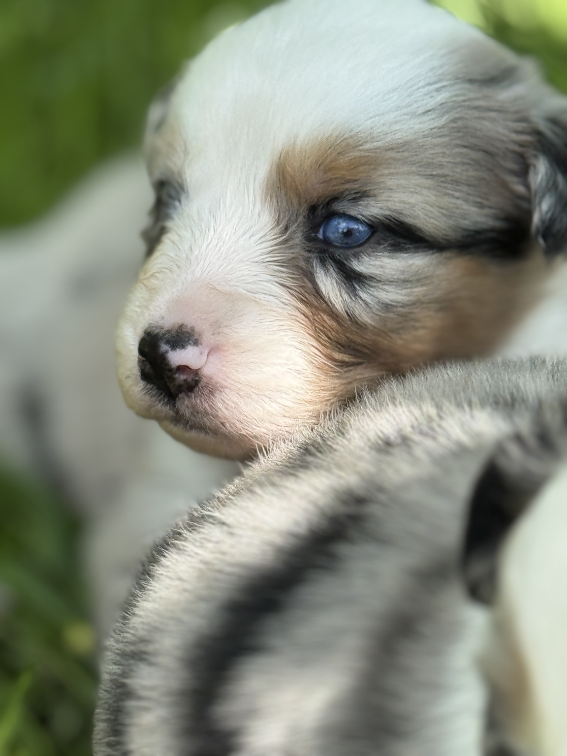 Portrait de profil d’un chiot Berger Australien merle