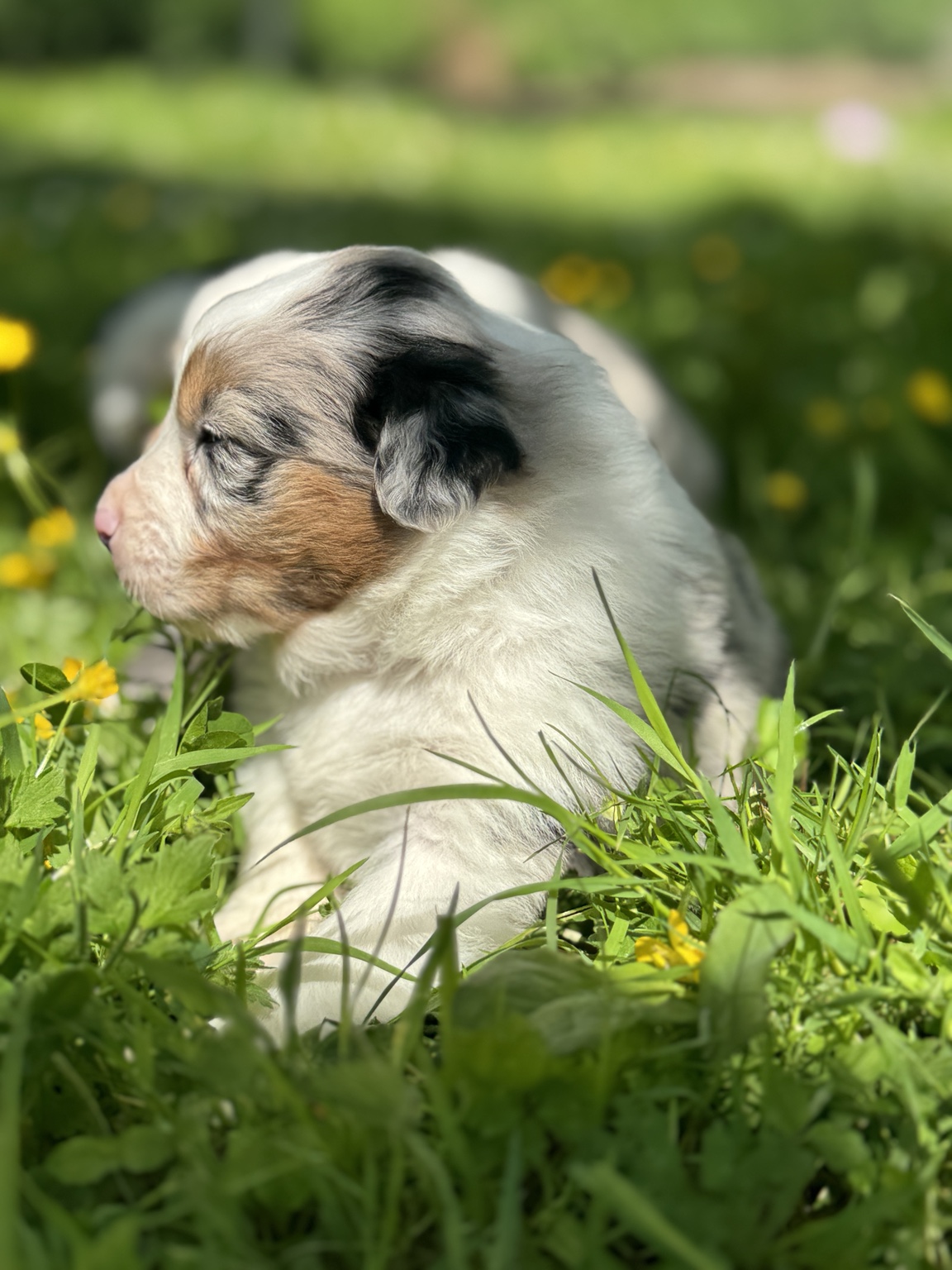 Chiot Berger Australien merle assis de profil dans l’herbe
