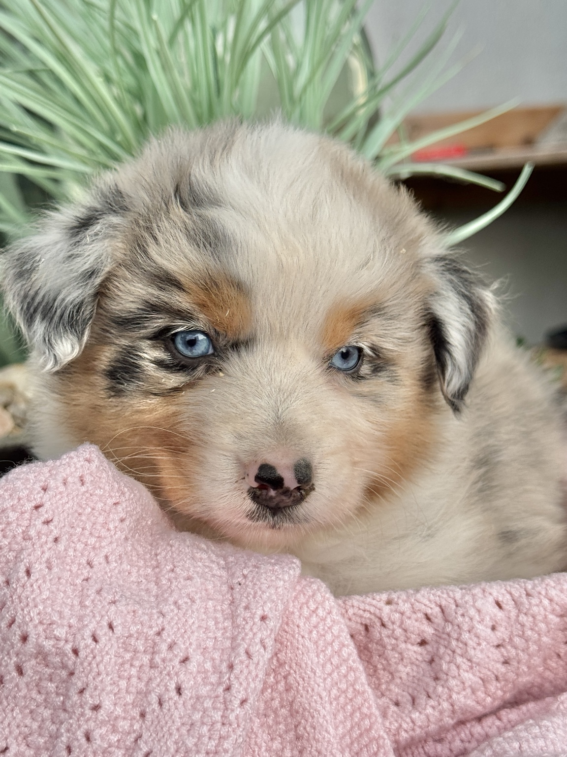 Portrait d’un chiot Berger Australien merle sur une couverture rose
