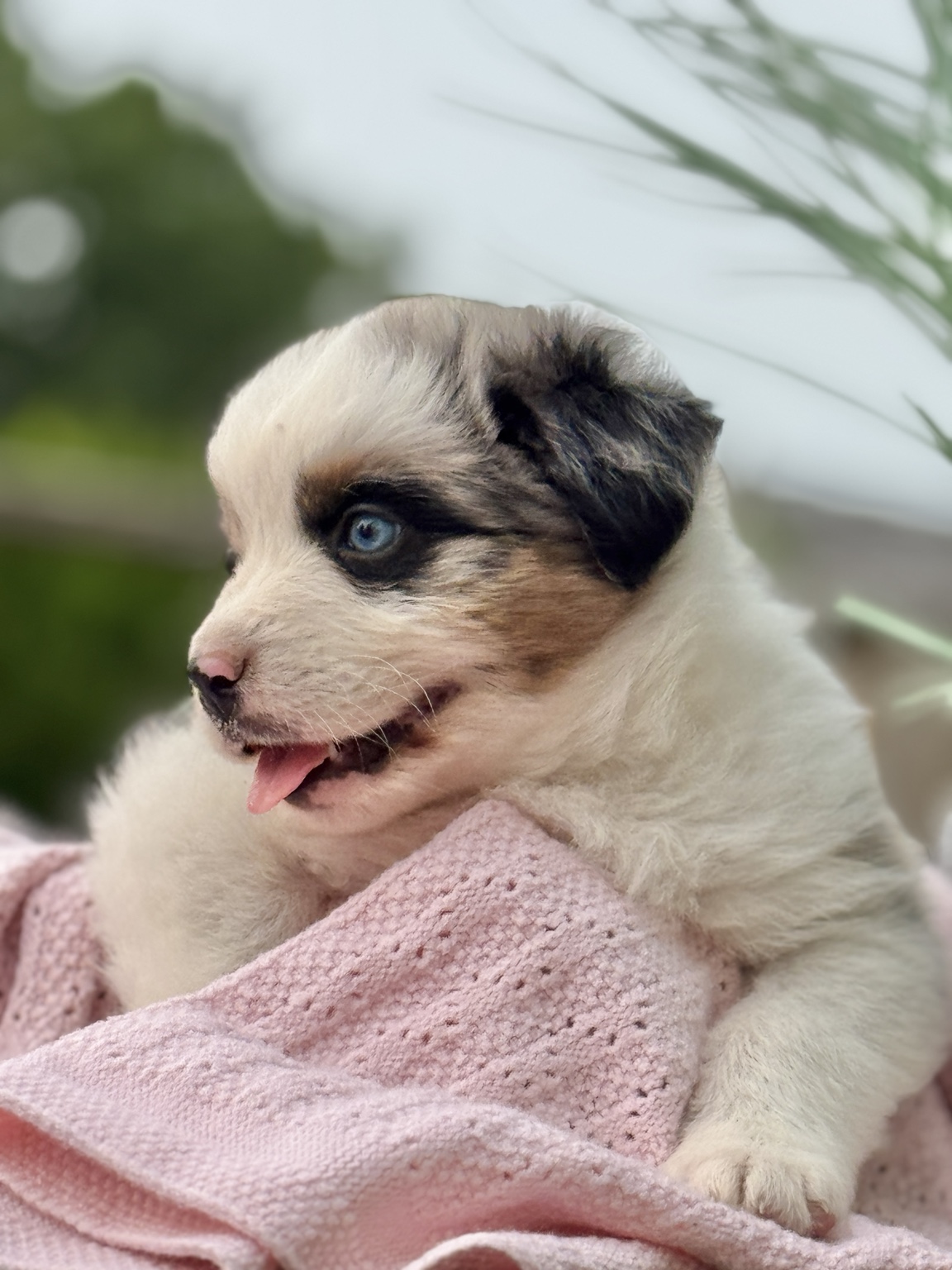 Chiot Berger Australien merle sur une couverture rose