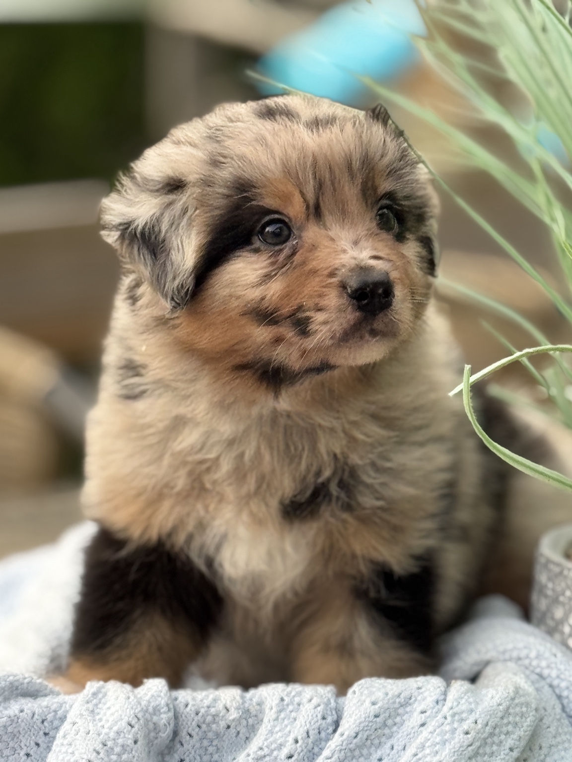 Chiot Berger Australien merle assis sur une couverture