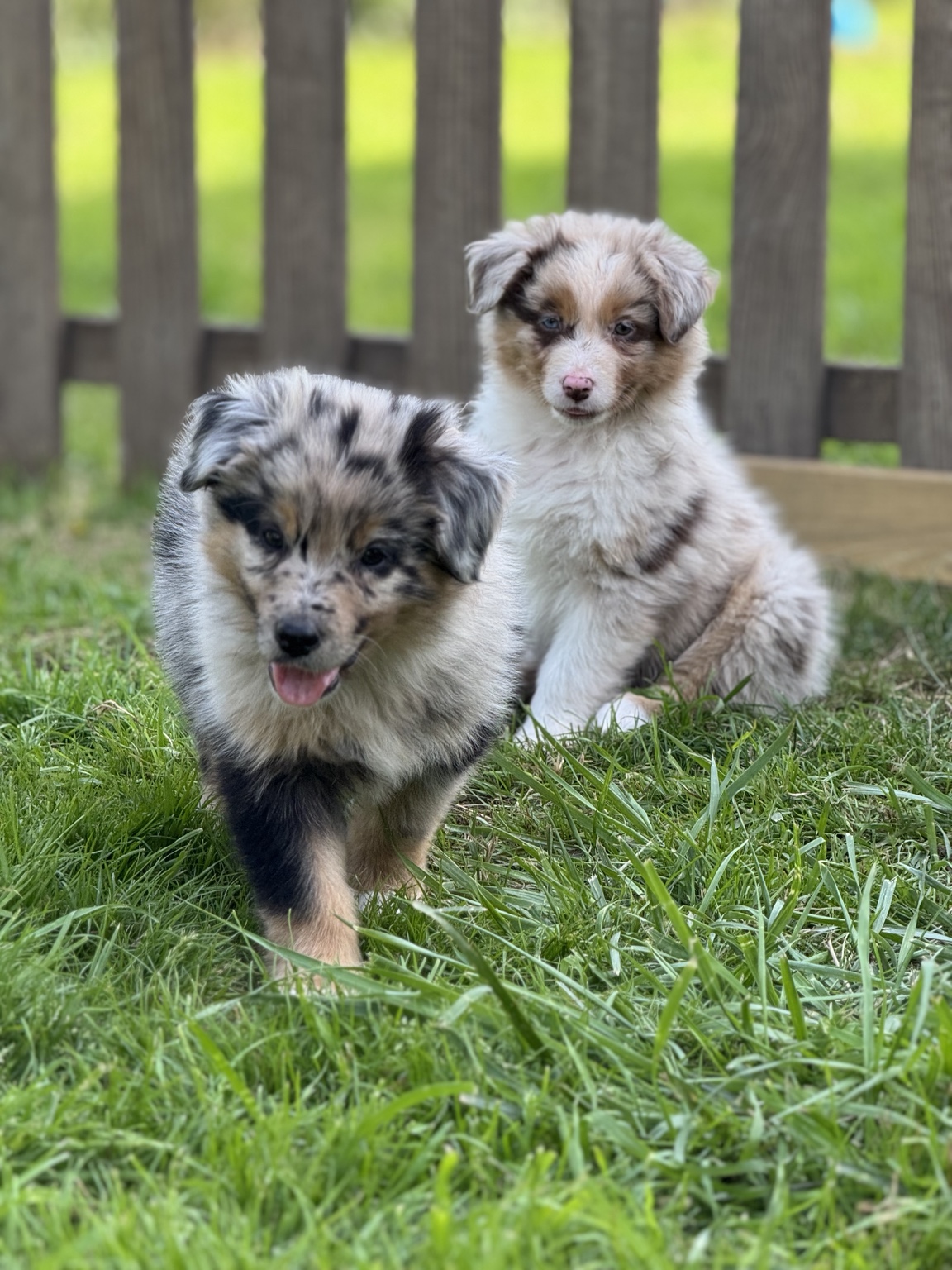 Deux chiots Berger Australien merle dans le jardin