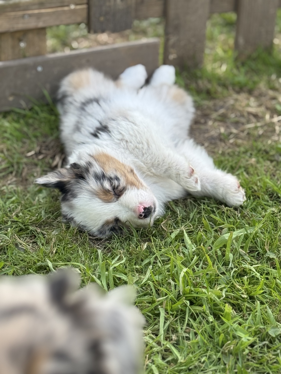 Chiot Berger Australien merle couché sur le dos dans l’herbe