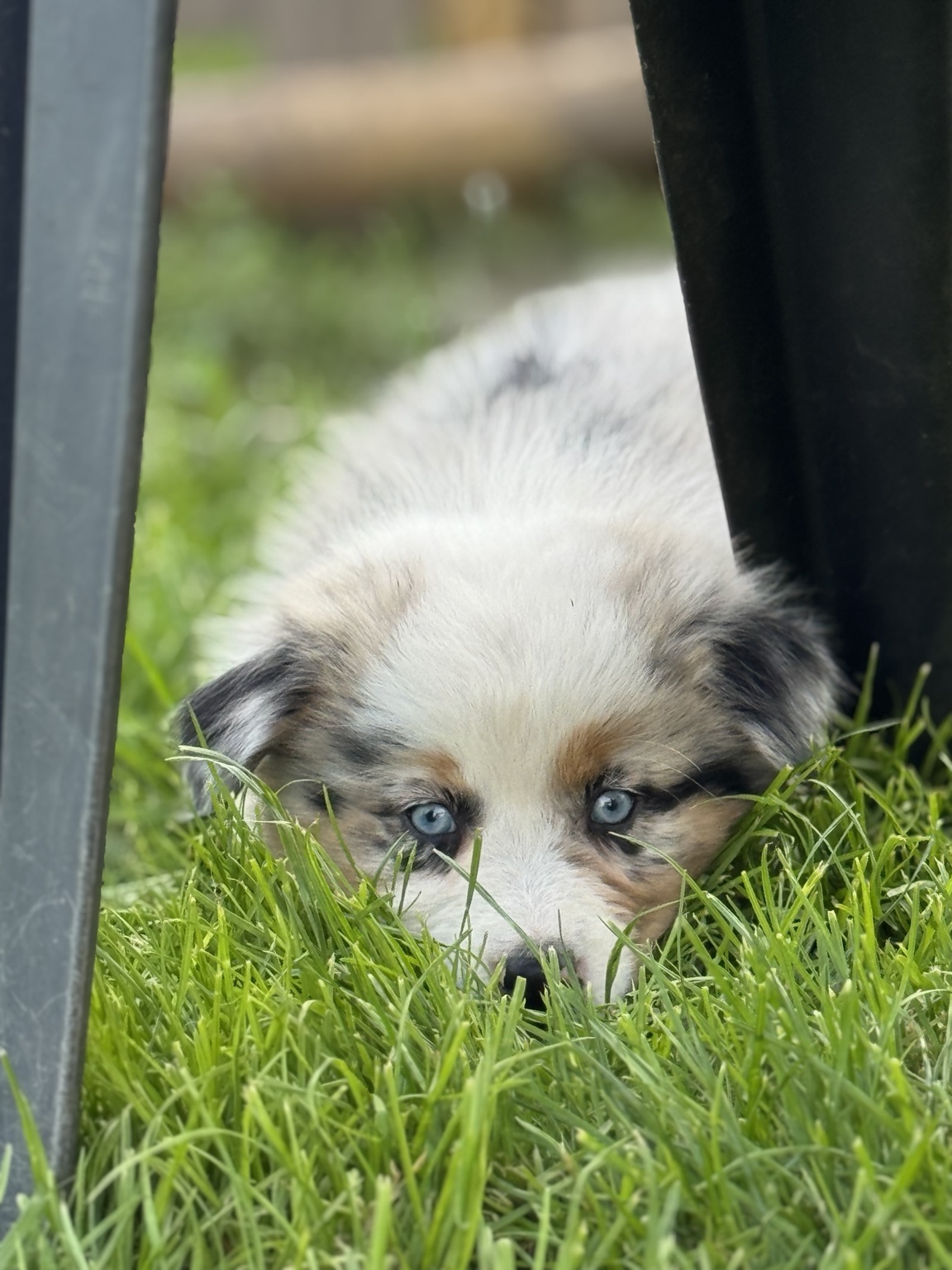 Chiot Berger Australien merle couché dans l’herbe