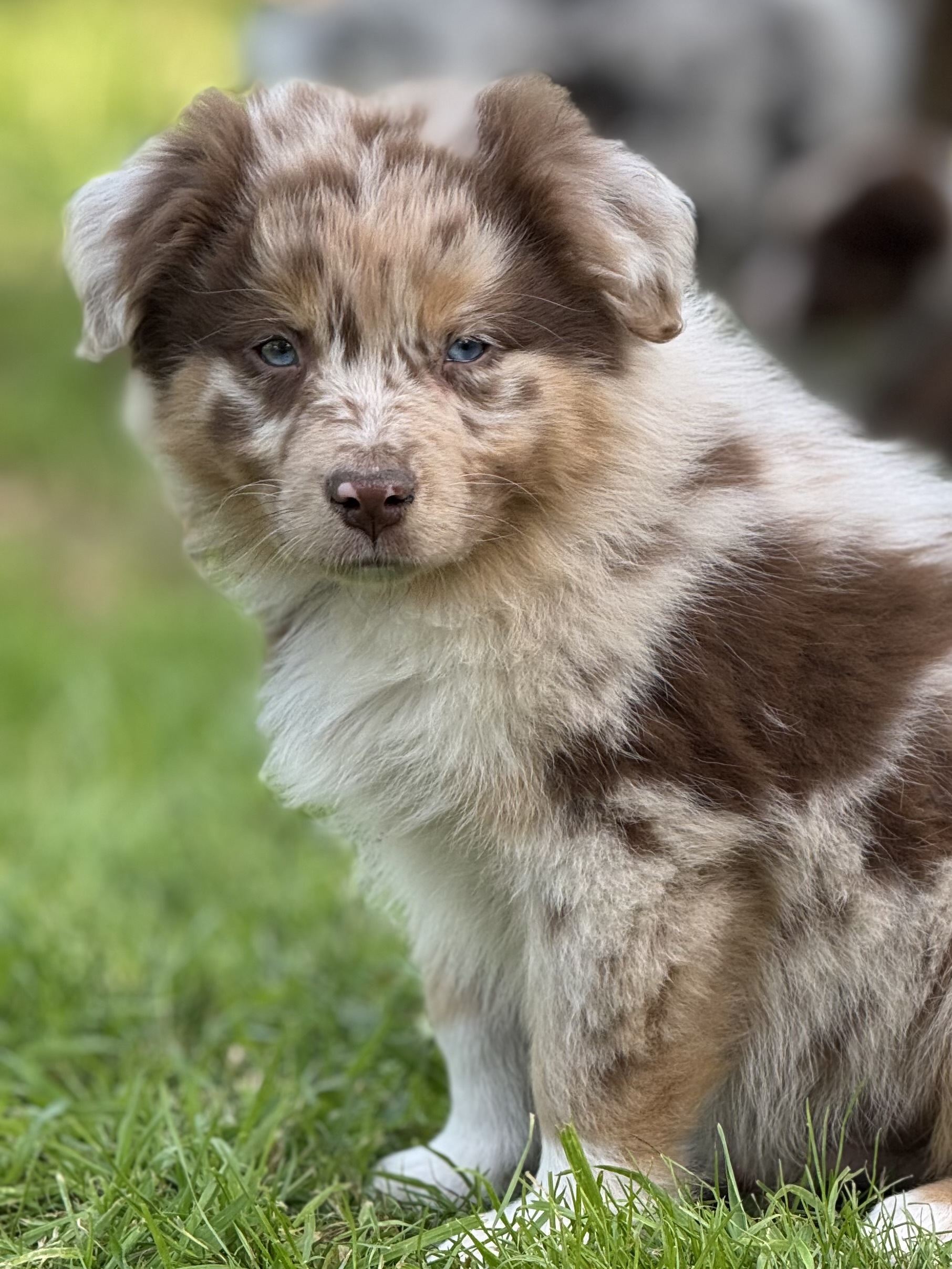 Chiot Berger Australien merle assis dans le jardin