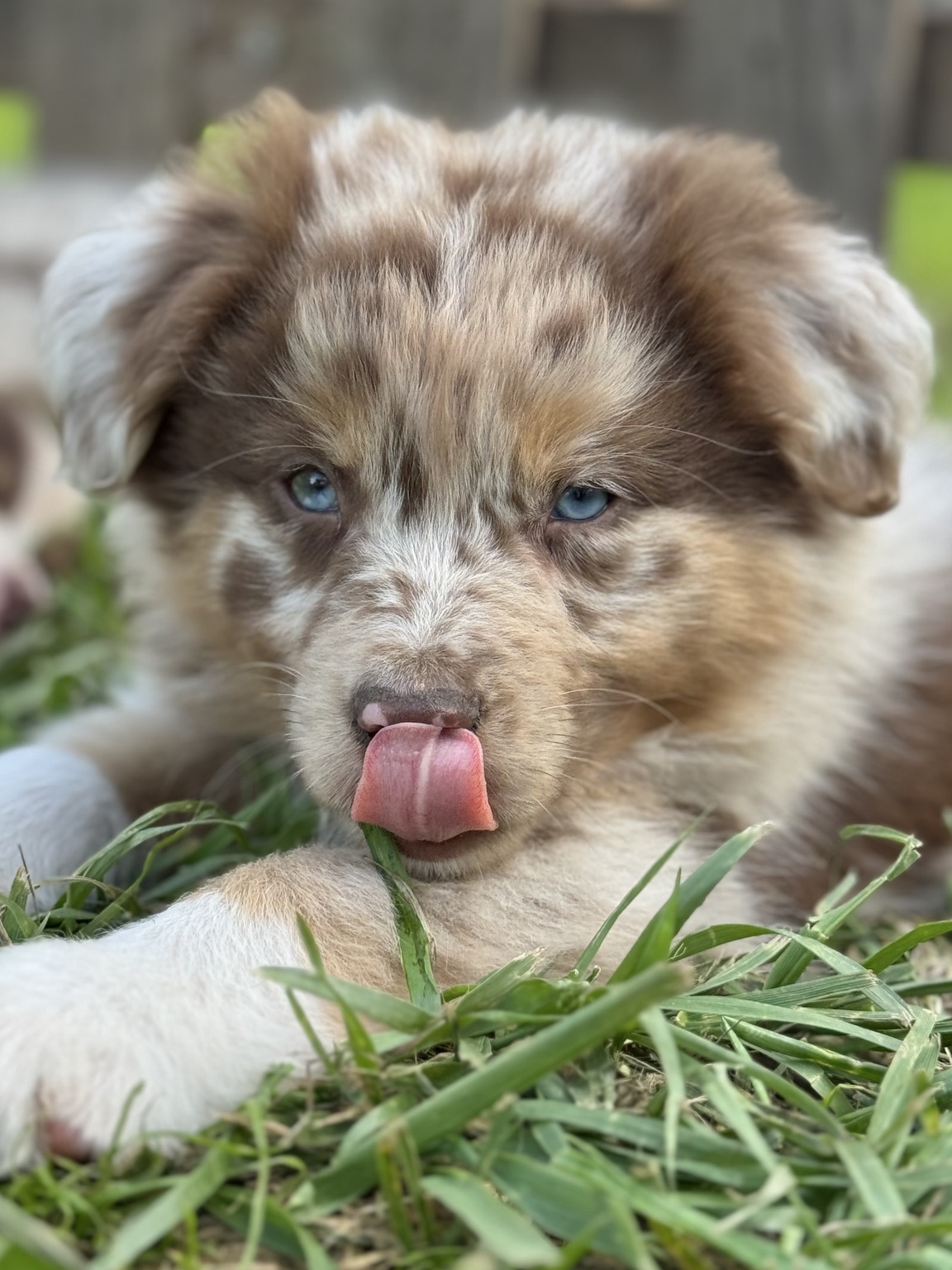 Chiot Berger Australien merle tirant la langue dans l’herbe