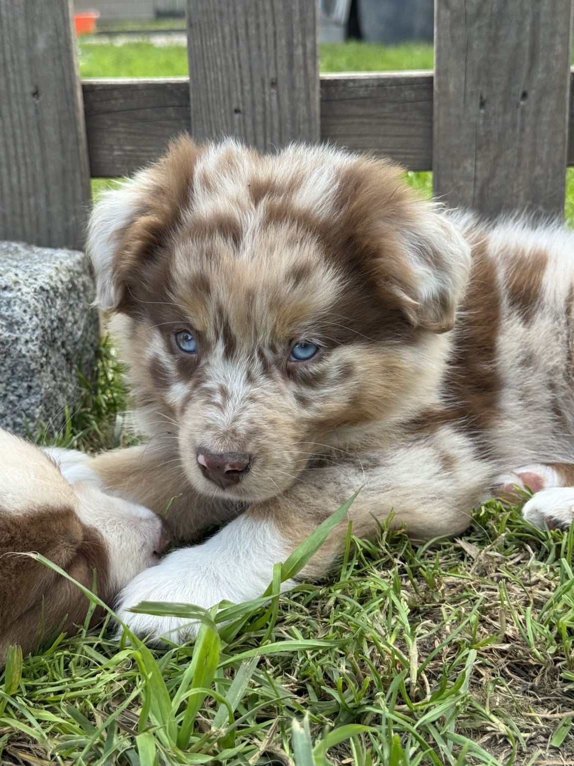Chiot Berger Australien merle au repos dans le jardin