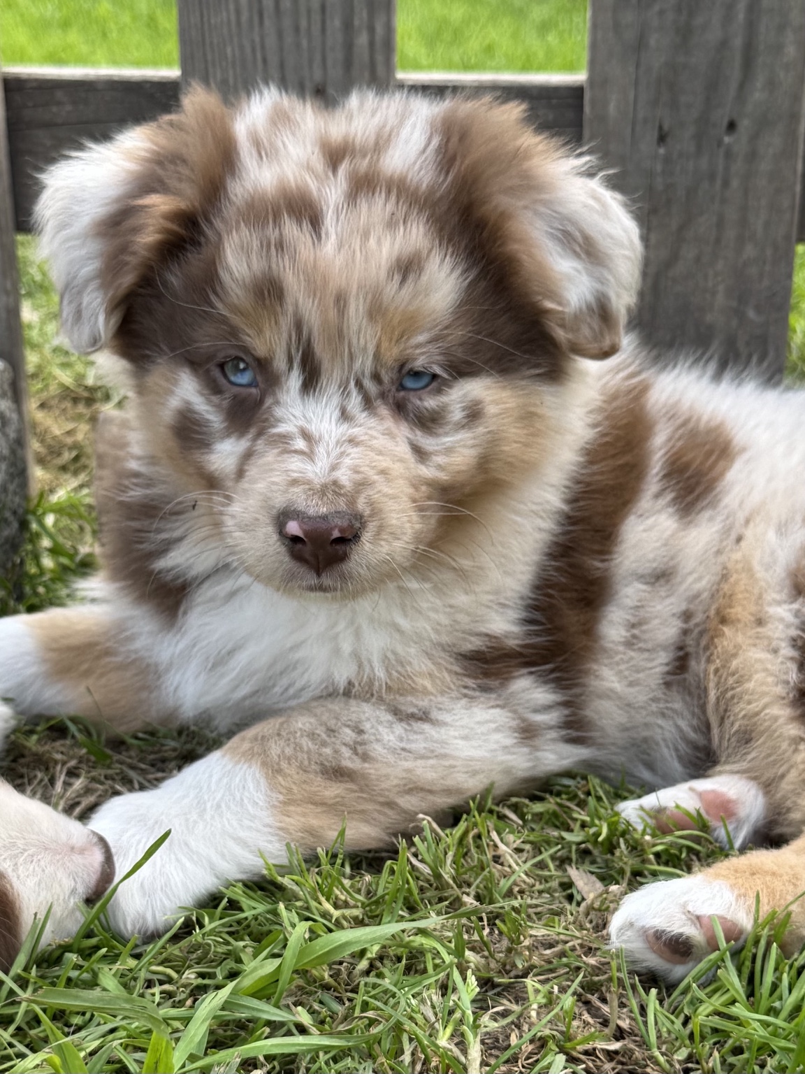 Chiot Berger Australien merle allongé près d’une clôture