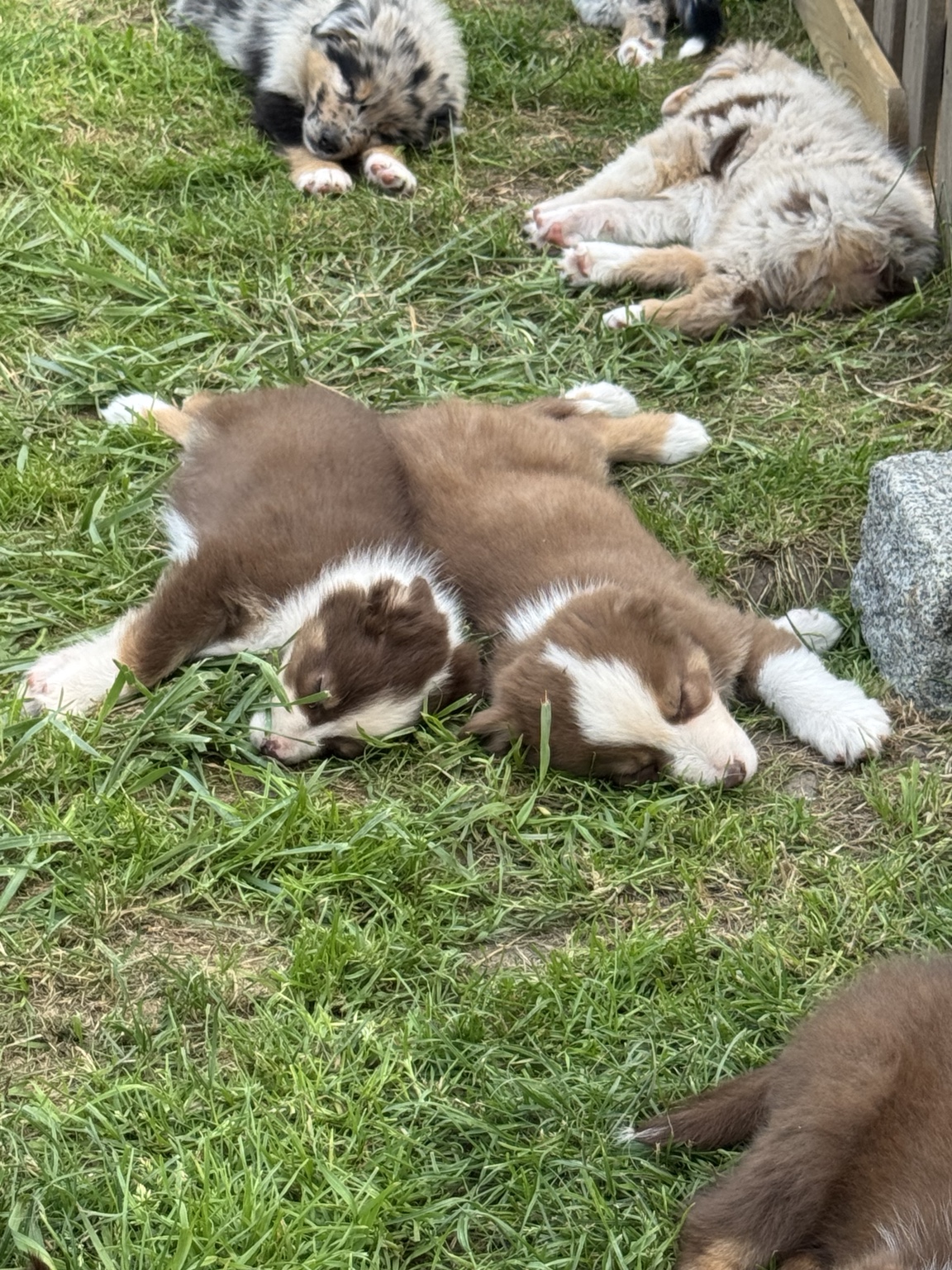 Chiots Berger Australien au repos dans le jardin