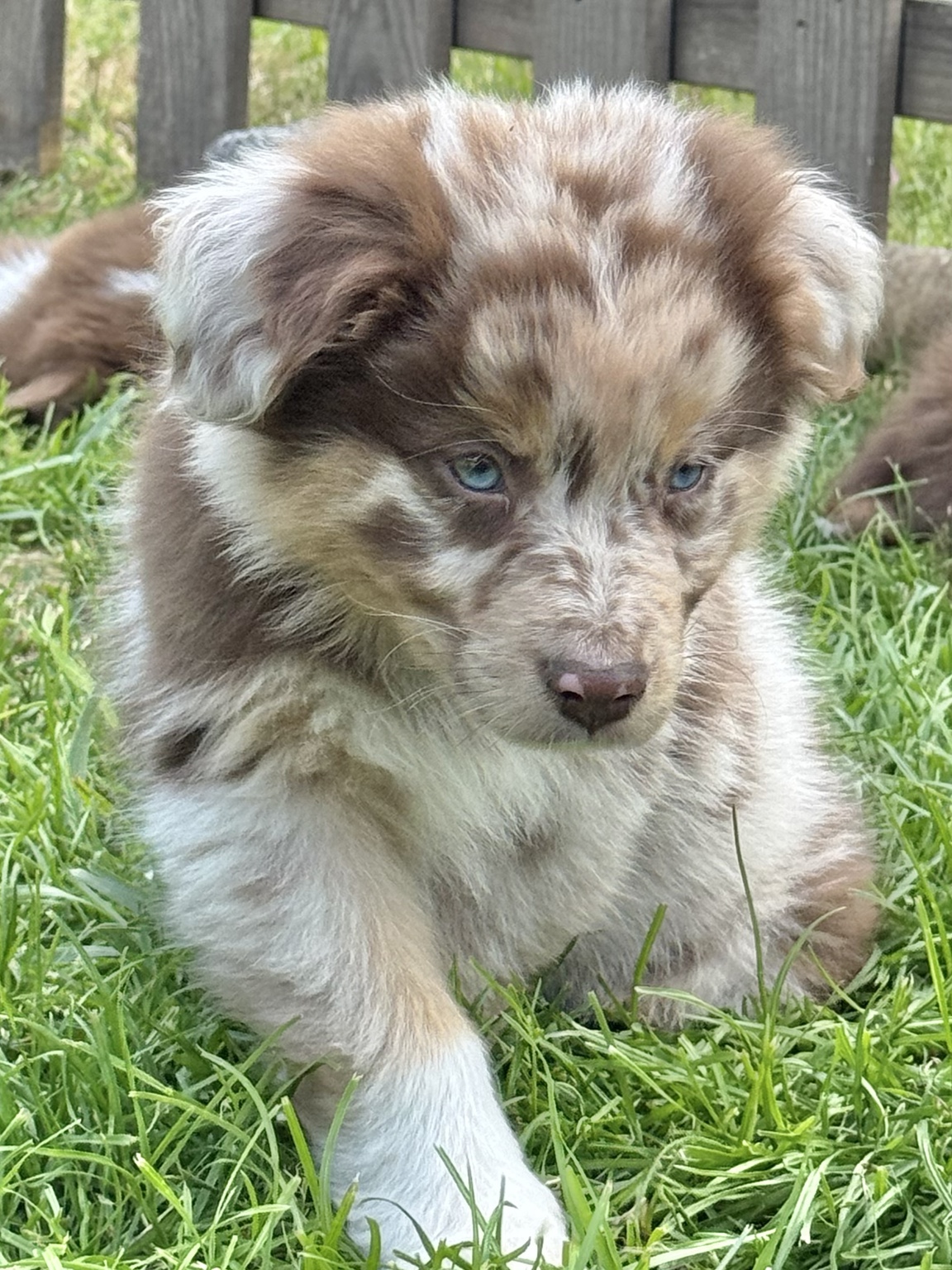 Chiot Berger Australien merle assis dans l’herbe