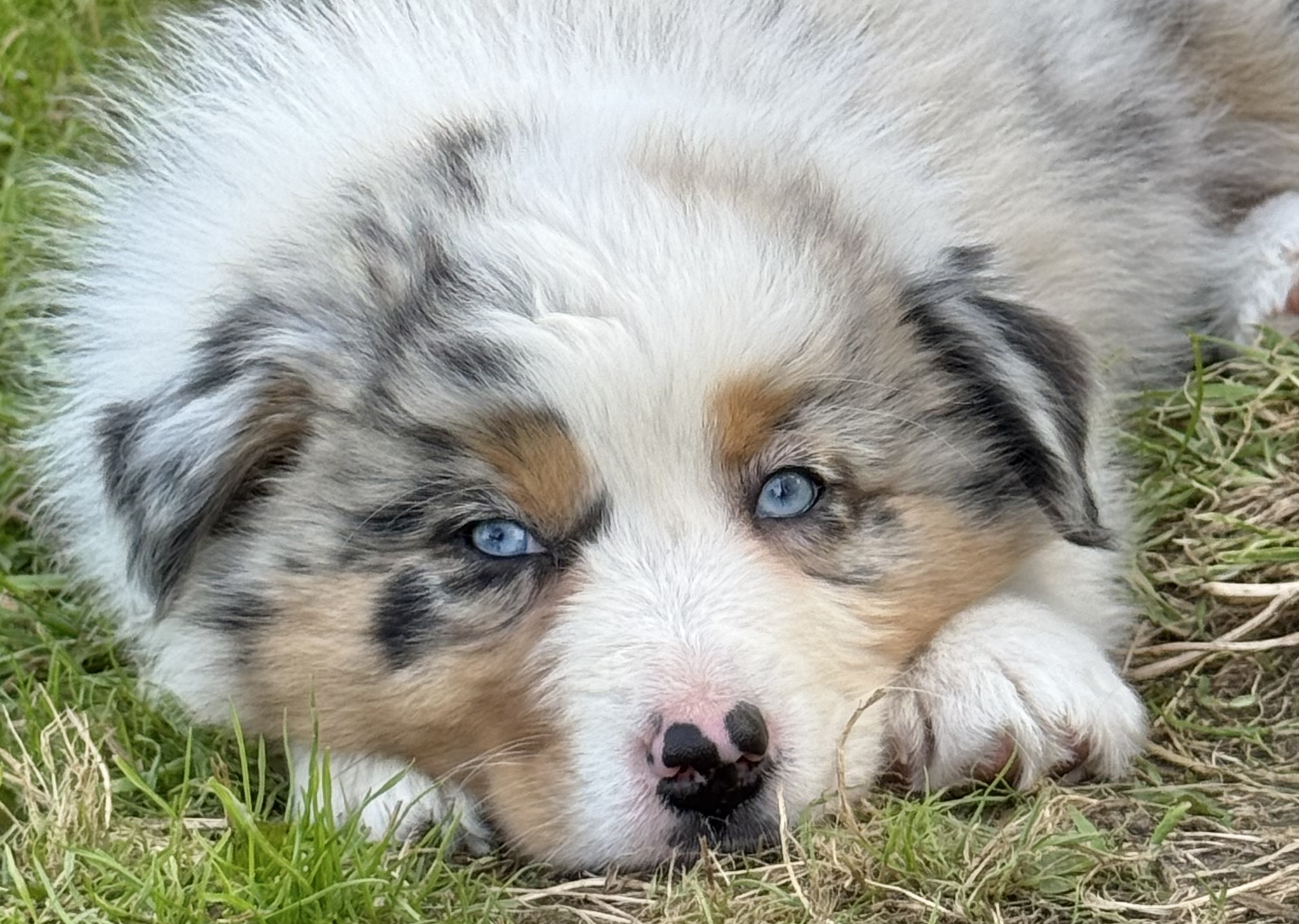 Chiot Berger Australien merle allongé dans l’herbe