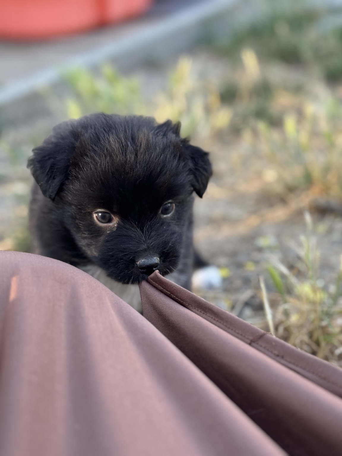 Chiot Berger Australien noir près d’un tissu