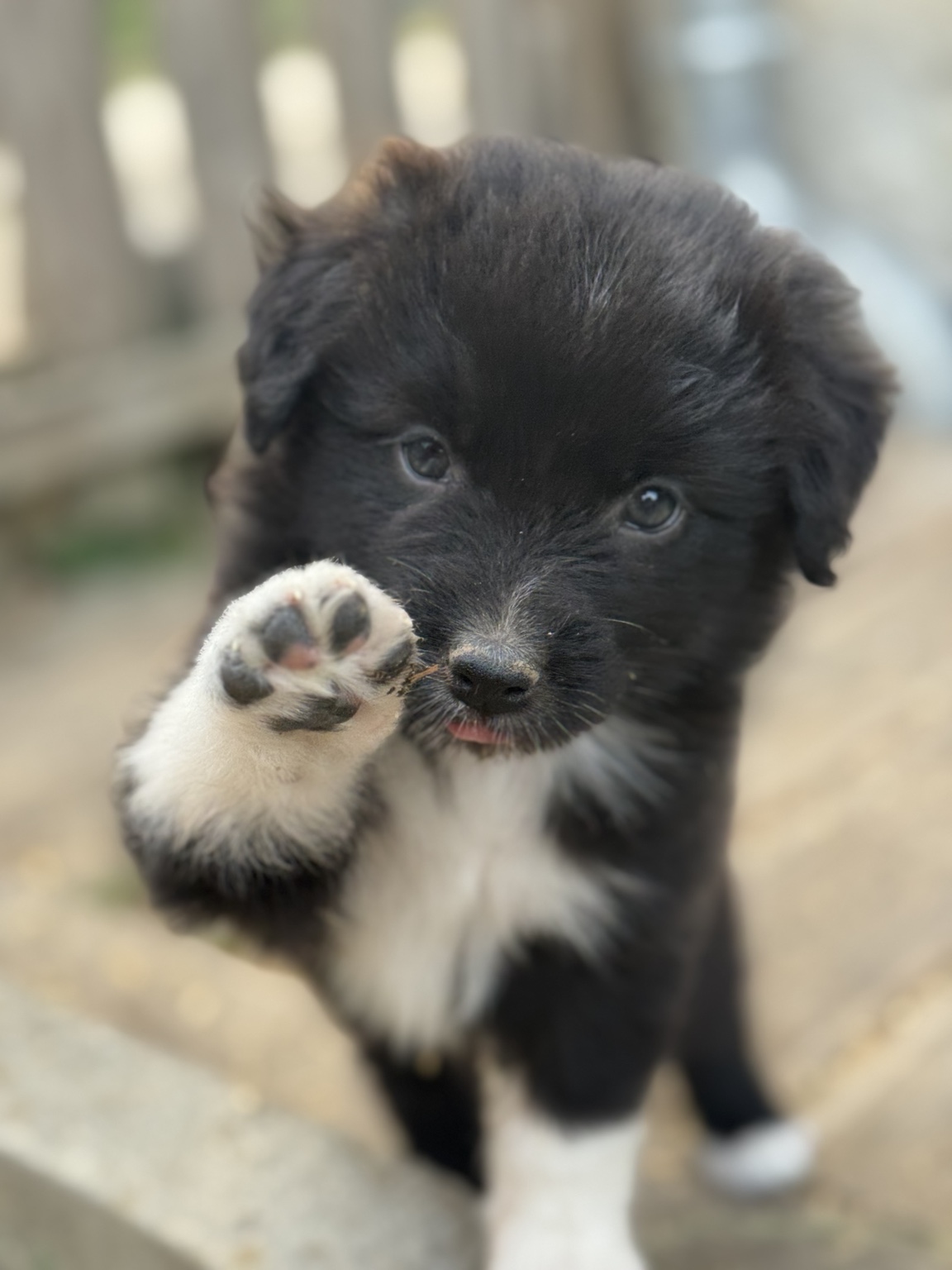 Chiot Berger Australien noir et blanc levant une patte