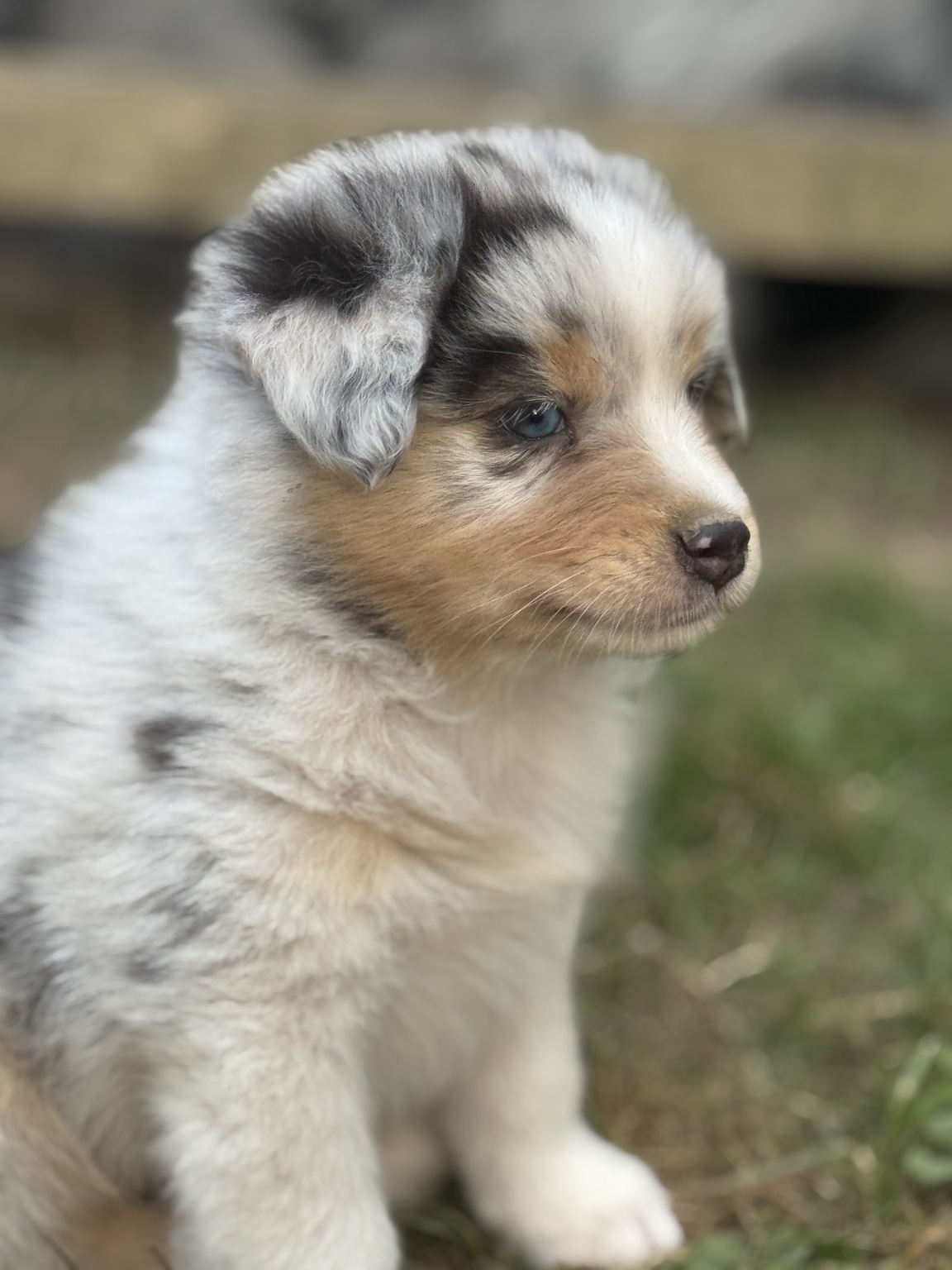 Chiot Berger Australien merle assis de profil