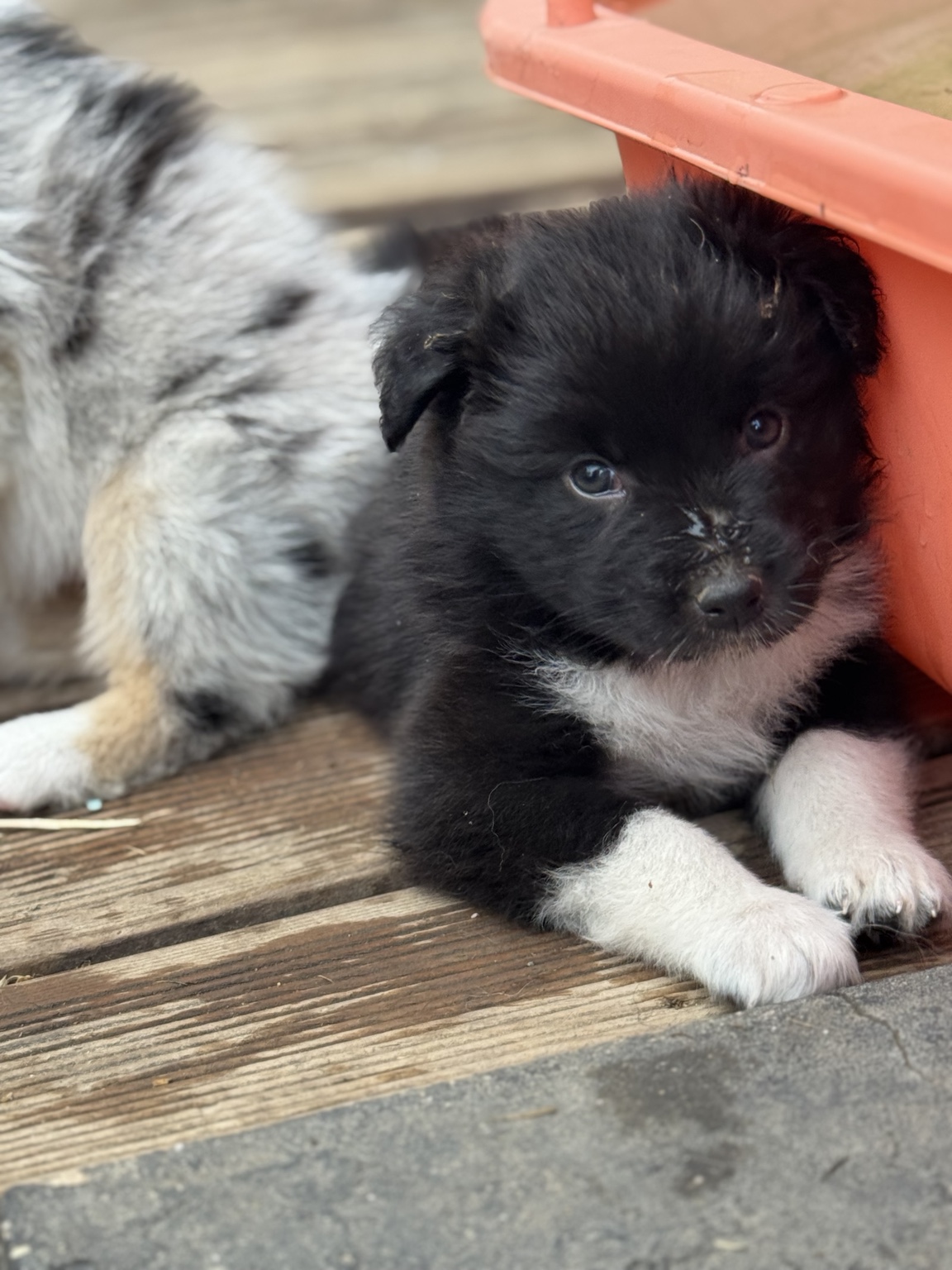 Chiot Berger Australien noir et blanc près d’un abri