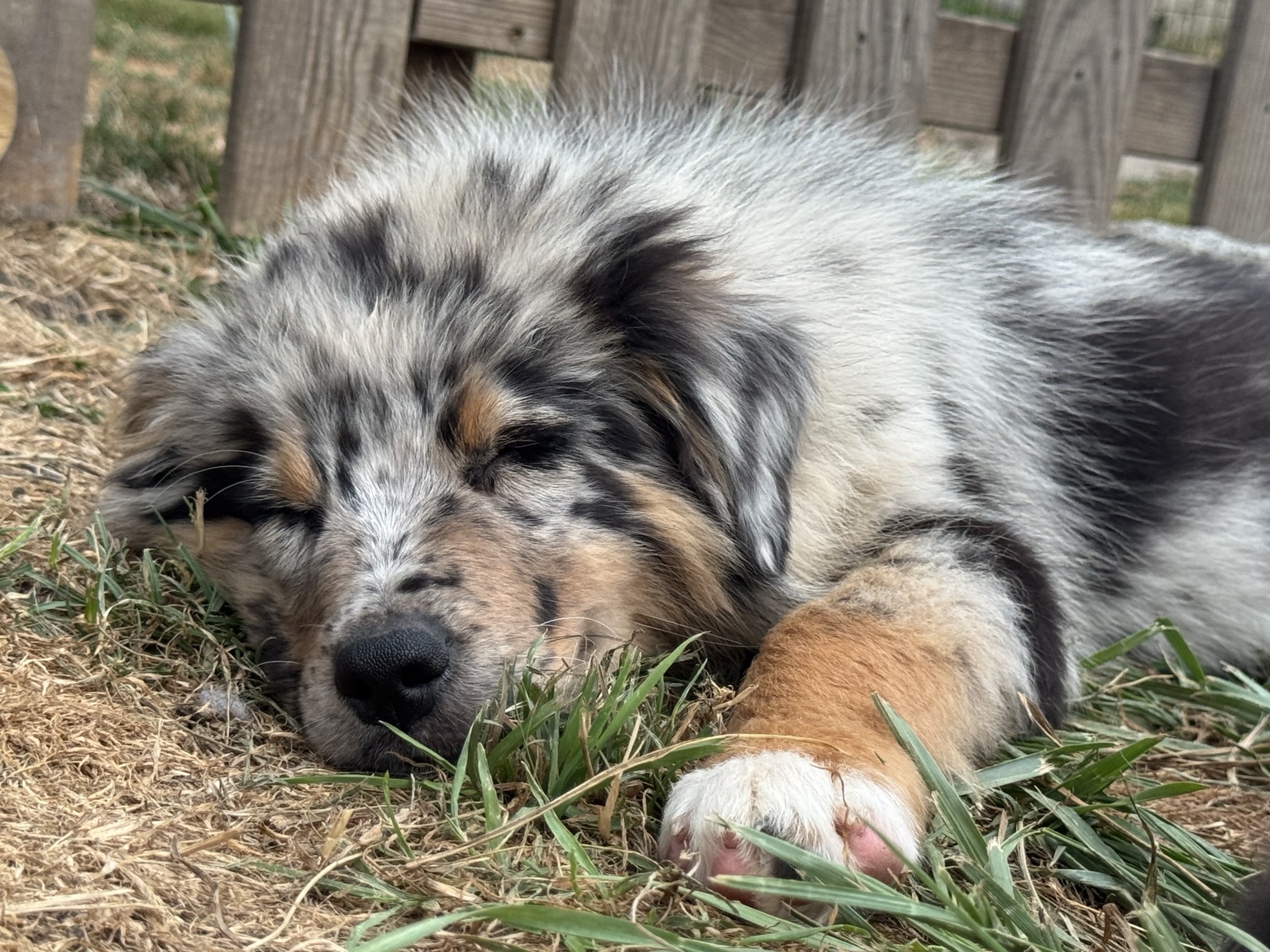 Berger Australien merle allongé dans le jardin