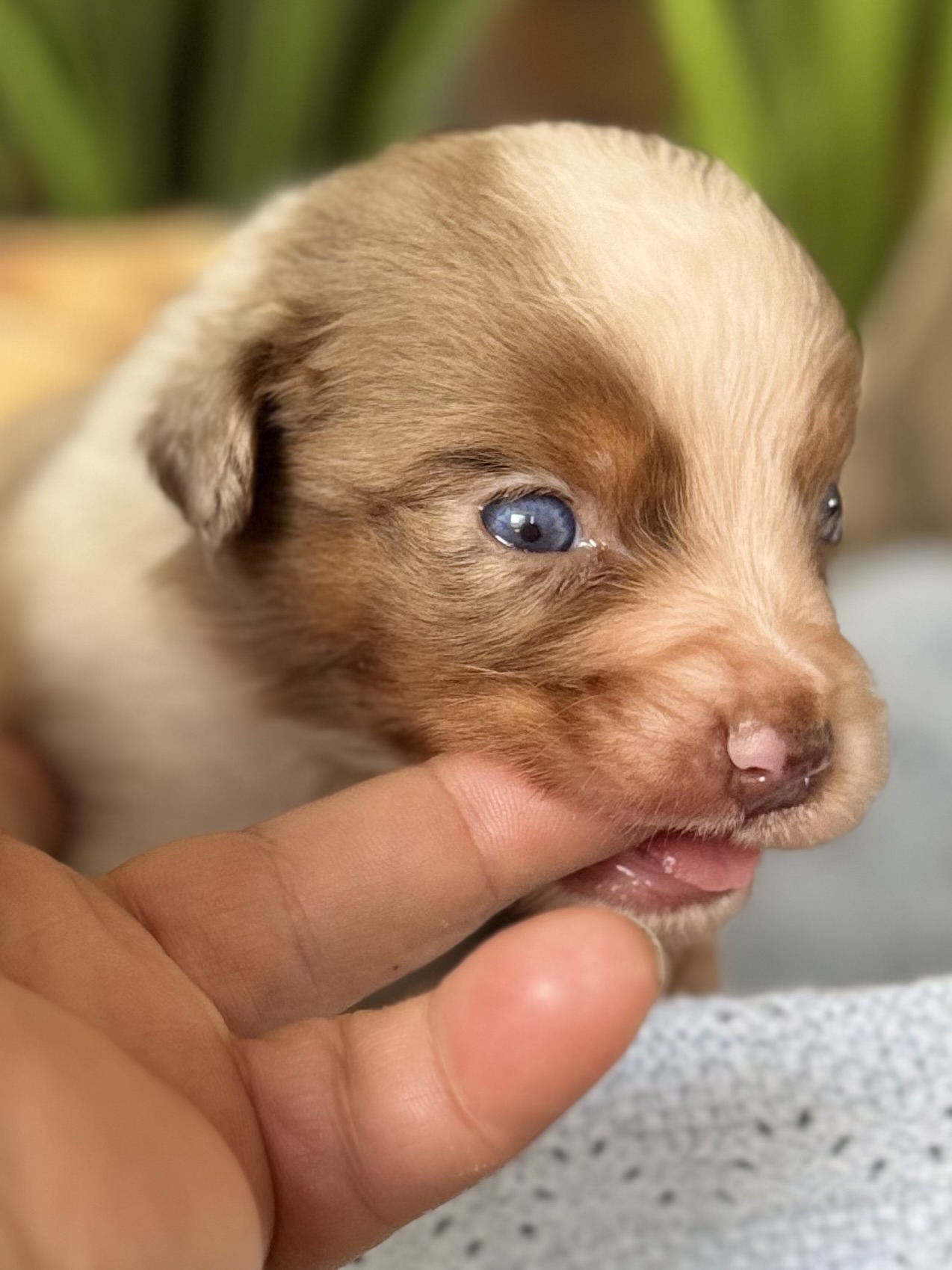 Chiot Berger Australien roux et blanc dans une main