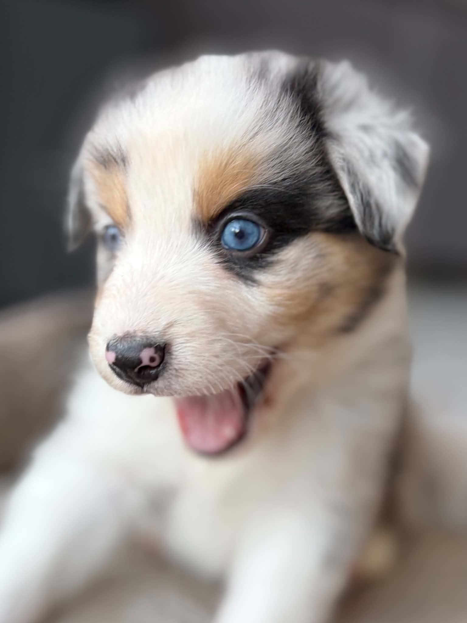 Portrait d’un chiot Berger Australien bleu merle qui bâille