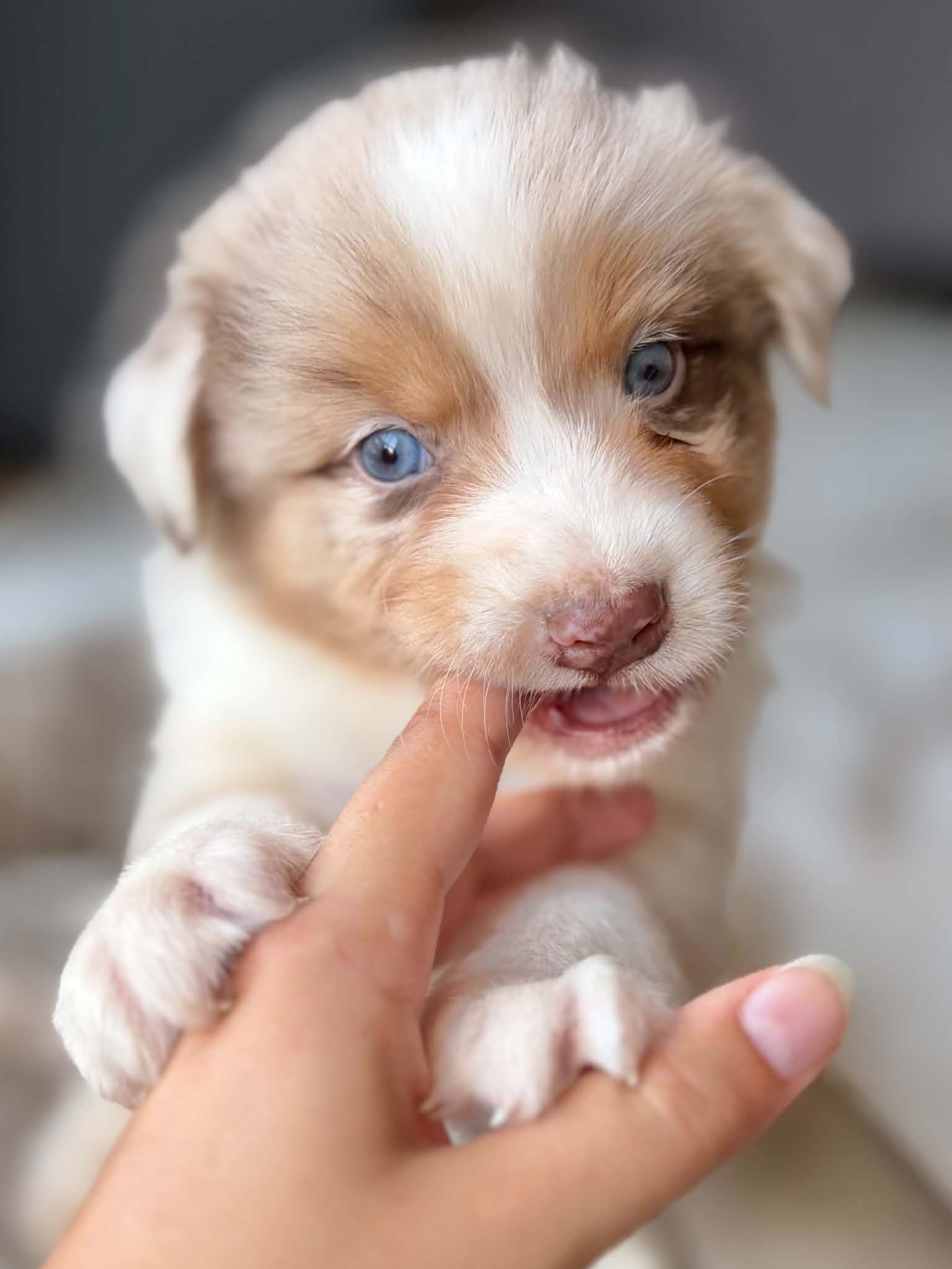 Chiot Berger Australien roux et blanc dans une main