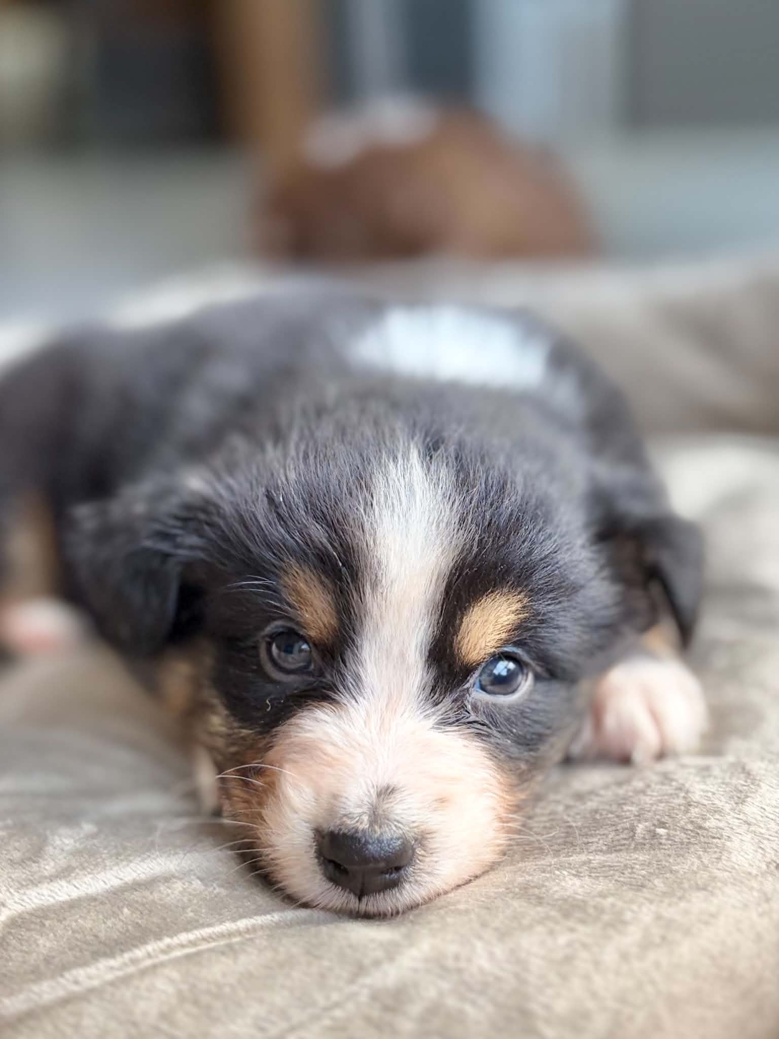 Chiot Berger Australien noir tricolore au repos