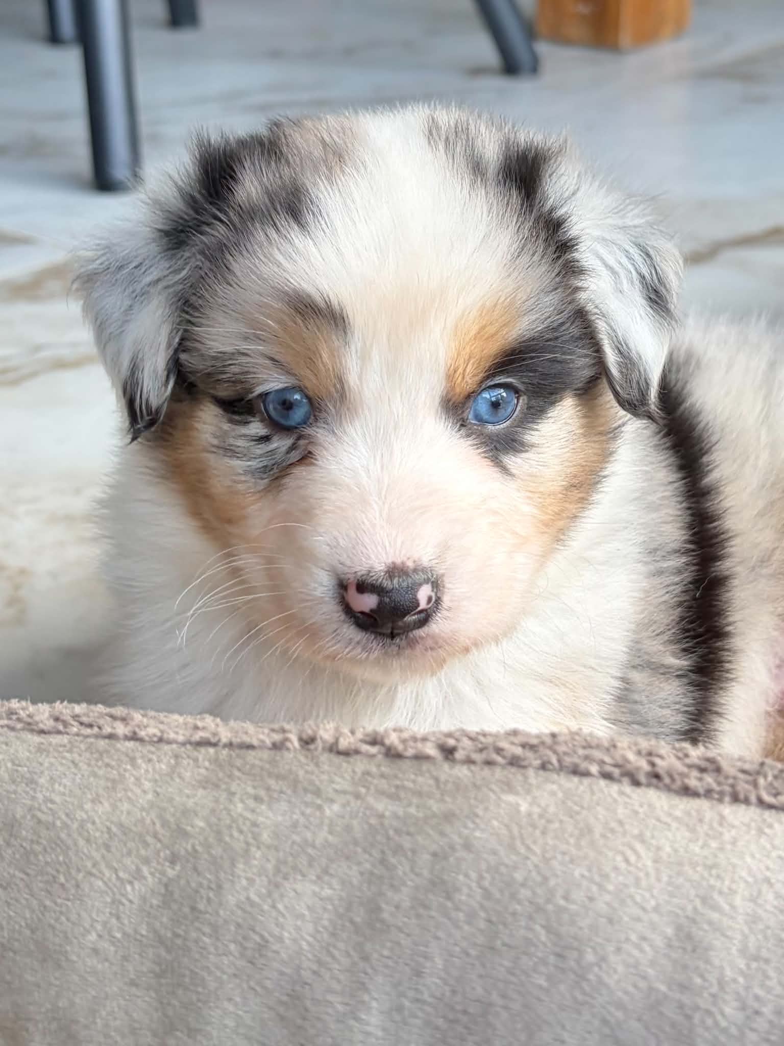 Chiot Berger Australien bleu merle couché