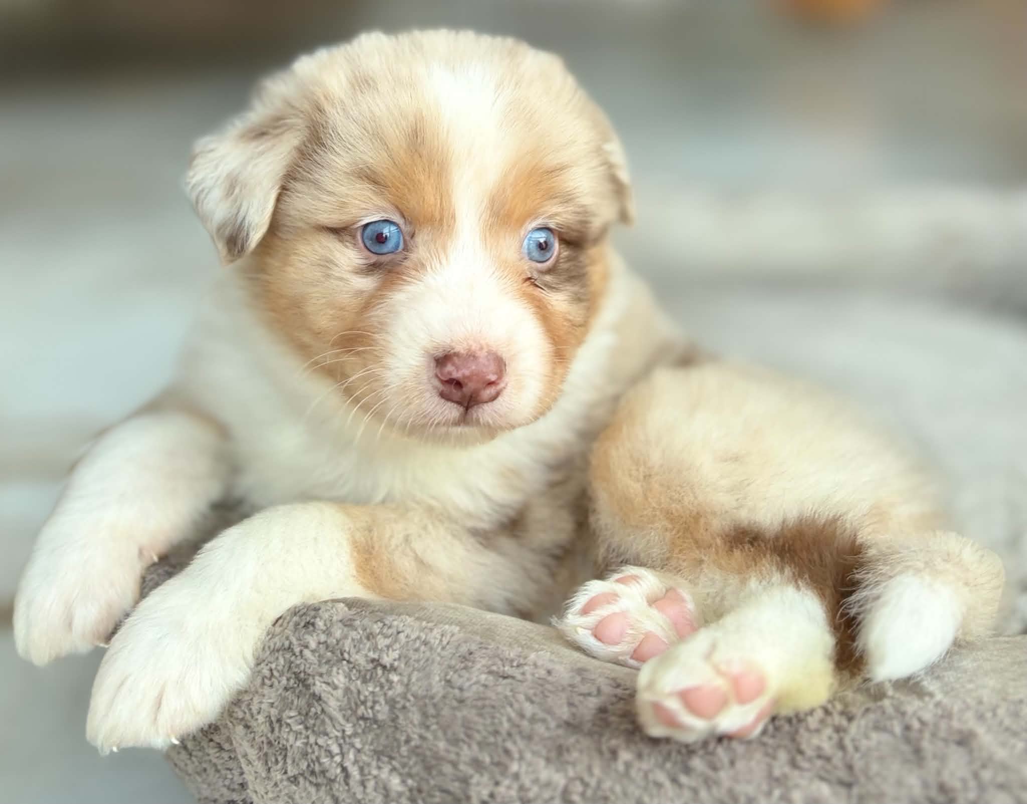 Chiot Berger Australien roux et blanc aux yeux bleus, allongé sur un coussin